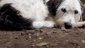 Perro descansando en Vida Canina