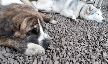 Perro descansando en Vida Canina