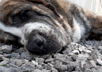 Perro descansando en Vida Canina