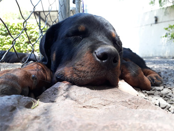 Perro descansando en Vida Canina