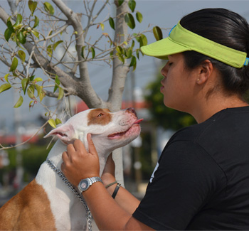 Perro jugando en Vida Canina