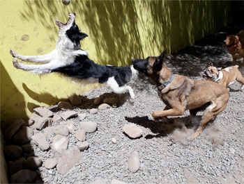 Perro jugando en Vida Canina