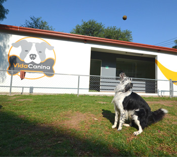 Perro jugando en Vida Canina