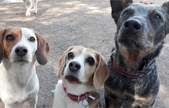 Perro jugando en Vida Canina