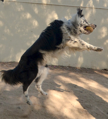 Perro jugando en Vida Canina