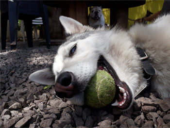 Perro jugando en Vida Canina