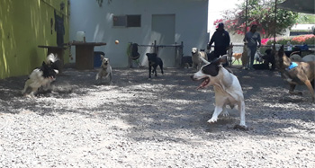 Perro jugando en Vida Canina