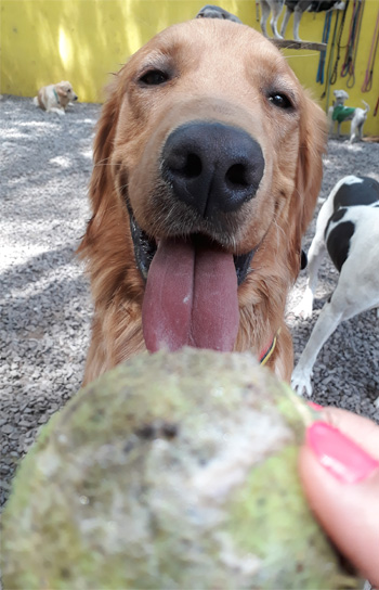 Perro jugando en Vida Canina