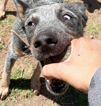 Perro jugando en Vida Canina