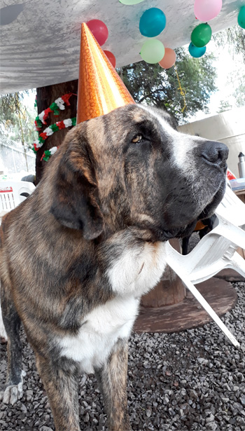 Perro jugando en Vida Canina