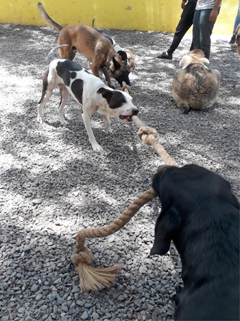 Perro jugando en Vida Canina