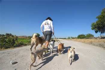 Paseos de Vida Canina