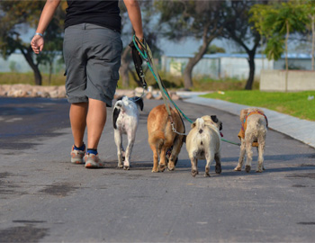 Paseos de Vida Canina