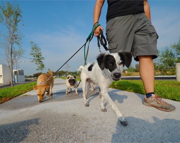 Paseos de Vida Canina