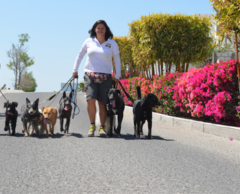 Paseos de Vida Canina