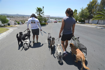 Paseos de Vida Canina