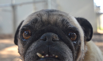 Perro en guardería de Vida Canina