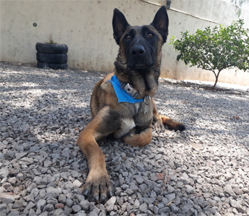 Perro en guardería de Vida Canina