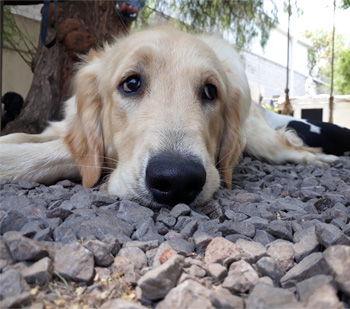 Perro en pensión de Vida Canina