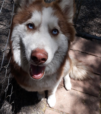 Perro en guardería de Vida Canina