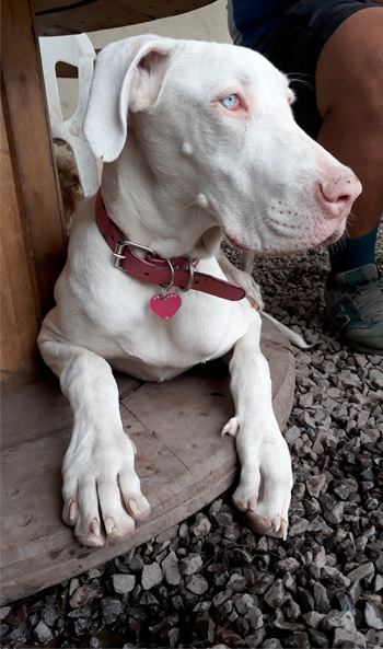 Perro en guardería de Vida Canina