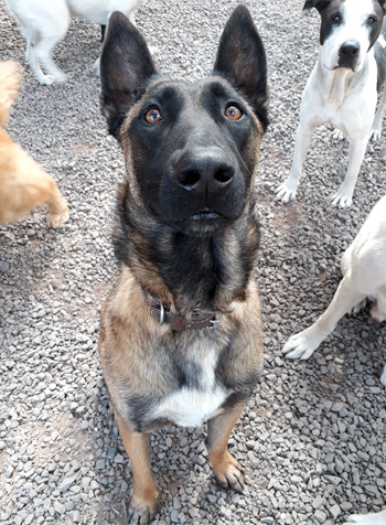 Perro en pensión de Vida Canina