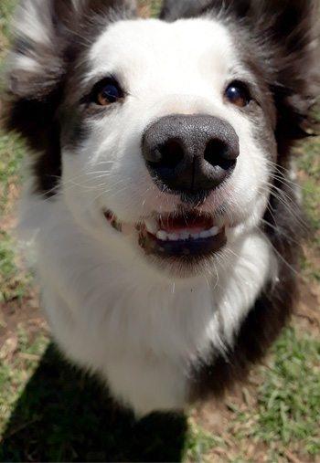 Perro en guardería de Vida Canina