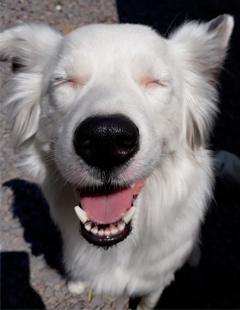 Perro en guardería de Vida Canina