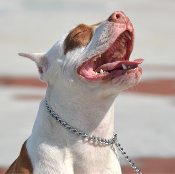 Perro en guardería de Vida Canina