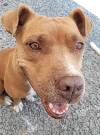 Perro en guardería de Vida Canina