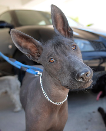 Perro en pensión de Vida Canina