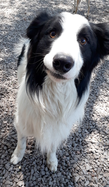 Perro en guardería de Vida Canina