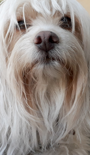 Perro en pensión de Vida Canina