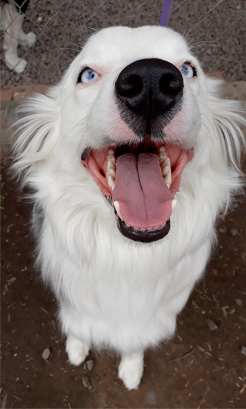 Perro en pensión de Vida Canina