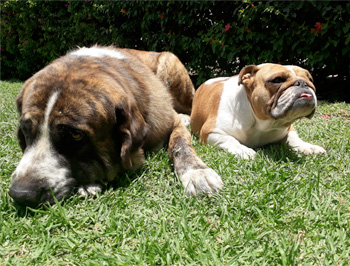 Perro en pensión de Vida Canina