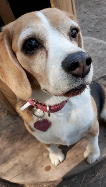 Perro en guardería de Vida Canina