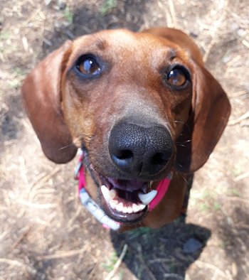 Perro en guardería de Vida Canina