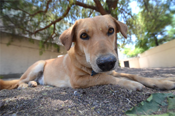 Perro en guardería de Vida Canina