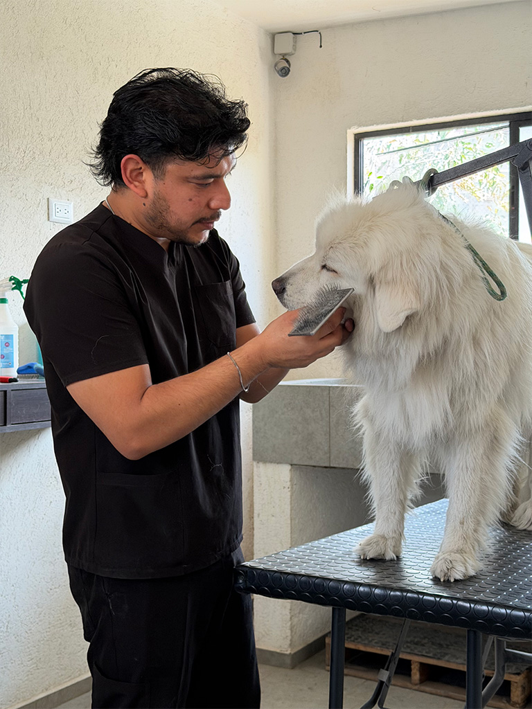 Baños caninos en Vida Canina