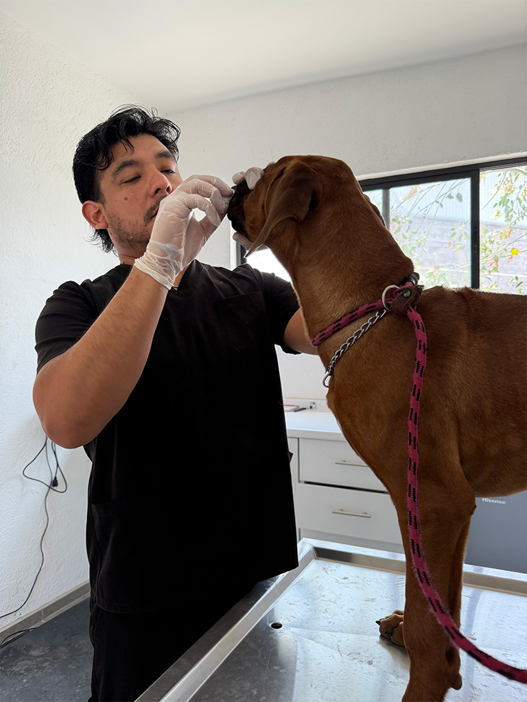 Veterinaria en Vida Canina Veterinaria en Vida Canina